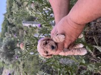 Toy poodle yavrumuz sahiplenmeye hazırdır