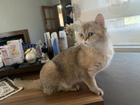 golden british shorthair