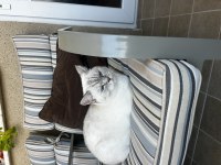 Blue point british shorthair 3 yaşında