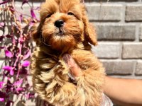 Maltipoo yavrularımız