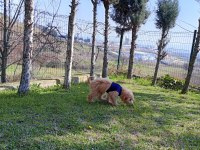 6 aylık maltipoo