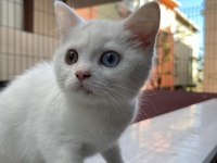 Van British Shorthair Karmasi 2 Aylık Dişi