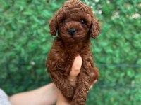 RED BROWN POODLE 50 GÜNLÜK