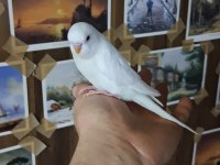 Minik muhabbet kuşu bebekler yuvadan uçmaya hazır