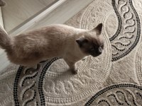 Alerjimden dolayı ücretsiz british shorthair