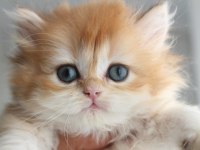 Ny12 şecereli british longhair