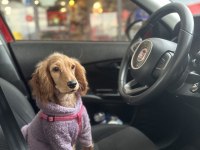5 aylık ingiliz cocker aşıları tam
