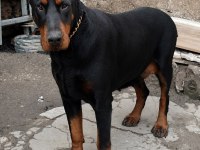 Gerçek Doberman Yavruları
