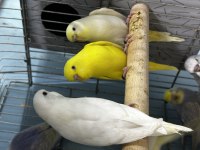 Sağlıklı Muhabbet Kuşu Bebekler Yeni Sahiplerini Bekliyor