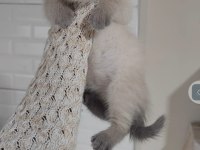 Sağlıklı british shorthair pofuduk yavrularımı teslime hazır