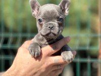 Prenses Bulldog