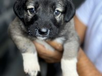 Altın kız kangal yavrusu sahnede
