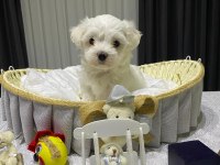 A şecereli babadan maltese yavrular