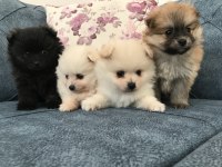 Her renk pomeranian köpeğimiz mevcut