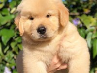 GOLDEN RETRİEVER KÖPEKLER