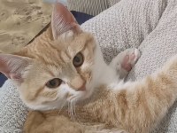 Tatlı minnoş kedimize yuva arıyorum sahiplendirme