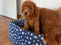 Wc eğitimli  toy poodle yavruları