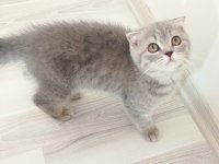 Gümüş yeni yuvasını arıyor scottish fold