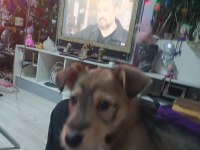 Köpeğimiz Cash Yeni Ailesini Arıyor