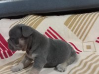 Eczotic bluetan.isabella taşıyıcı