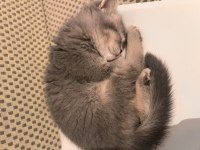 2.5 aylık british shorthair kedi sahiplendirme ilanıdır