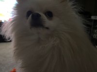 Pomeranian boo yavru köpeğimiz