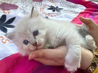 RAGDOLL YAVRULAR