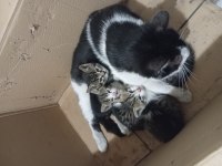 Yavru anneleri 2 ay boyunca emzirdi 4 adet yavru kedi