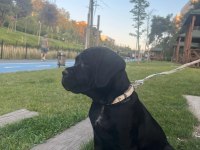 Yavru Cane Corso 3 Aylık Akılı Köpek