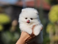 POMERANİAN BOO YAVRULARI