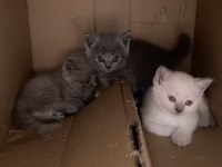 British longhair annenin bebekleri
