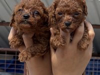 Kore poodle çok sevimli yavrular 