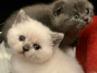 British shorthair yavru kediler yeni ailesini arıyor