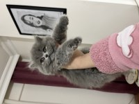 Ev ortamında sağlıklı british longhair oyuncu
