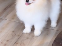 Pomeranian Boo Ayı Yüz