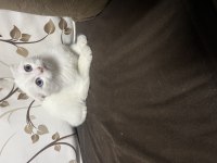Scottish fold yavruları