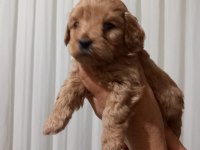 MALTİPOO BEBEKLER