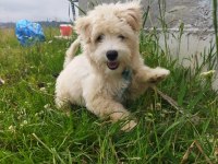Sahibinden uyguna acil maltipoo