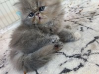 Güzel iran kedisi bebeğim