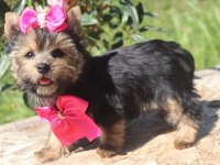 Teacup eğitimli yorkshire terrier yavrular