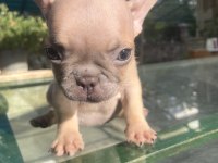 Renkli Gözlü Irk Garantili French Bulldog Yavrularım
