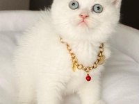 Safkan a kalite scottish fold yavrular