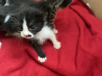 Annesiz erkek yavru kedi ücretsiz sahiplendiriyoruz