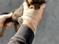 Doberman erkek yavruları