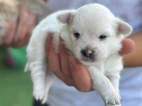Bebek Pomeranian Yavrular Beyaz