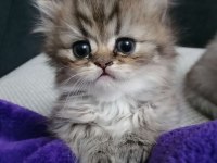 British longhair kedimiz