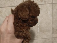 Kore Poodle Teacup Baby Face Poodle Yavrular