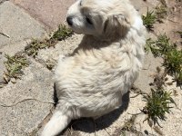 0 numara Maltese terrier kızımız
