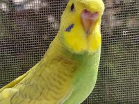 ÖĞRETMENDEN EVDE BESLENEN TEMİZ VE BAKIMLI MUHABBET KUŞLARI