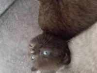 Scottish Fold British Shorthair yavrular
